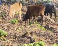 बड़वानी में केला किसानों की बदहाली: दाम 2 रुपये किलो पर पहुँचे, खेतों में खड़ी फसल छोड़ी मवेशियों के लिए, सरकार से उचित दाम की पुकार