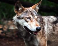 बहराइच में फिर दिखा भेड़िया, लोगों में दहशत