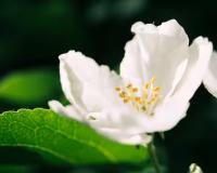 घर बैठे जैस्मिन की खेती से बदल सकती है किस्मत, कम लागत में शुरू करें सफेद फूलों से खुशबू भरी जबरदस्त कमाई