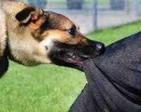 ग्रेटर नोएडा की सोसाइटी में आवारा कुत्तों का आतंक, मां-बेटियों पर हमला, बैठक में बवाल