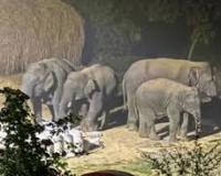 रामगढ़ जिले में हाथियों का कहर जारी, दो और लोगों की कुचलकर मौत, तीन दिनों में छह जानें गईं