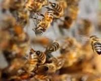 श्रीगंगानगर: BSF भर्ती रैली में मधुमक्खियों का तांडव; हमले में 25 से ज्यादा अभ्यर्थी घायल, अस्पताल में भर्ती