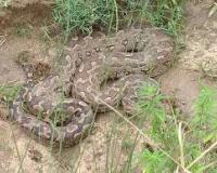 पेड़ पर अजगर और खेतों में तीन बच्चे! कन्नौज में दहशत का माहौल!