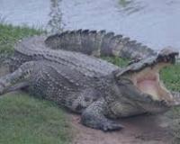 बरेली में नदी से निकला ख़तरा! भाखड़ा नदी में मगरमच्छ-घड़ियाल दिखे… गांव में दहशत!