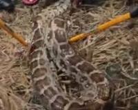 जौनपुर में दहशत: नरहन गांव में 15 फीट लंबा अजगर पकड़ा गया, ग्रामीणों में अफरा-तफरी!