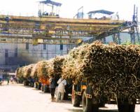 मुरादाबाद के गन्ना किसानाें काे राहत, चार चीनी मिलों ने किया 160.06 करोड़ का भुगतान