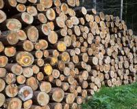 सरकारी ज़मीन पर तड़के 44 पेड़ों का सफाया: ट्रैक्टर लेकर भागे आरोपी, दर्ज हुआ मुकदमा