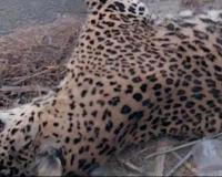 नूरपुर-अमरोहा मार्ग पर गुलदार की दर्दनाक मौत: वाहन की टक्कर ने छीनी वन्यजीव की सांसें