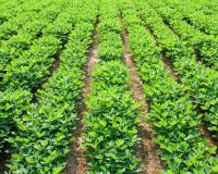 जनवरी में जायद मूंगफली की खेती बन सकती है किसानों की कमाई का सबसे बड़ा जरिया, कम पानी में मिलेगा शानदार उत्पादन और तगड़ा मुनाफा