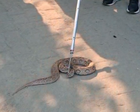 शामली कलेक्ट्रेट में तहसीलदार ऑफिस के पास निकला जहरीला सांप, मचा हड़कंप 