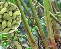 घर पर इलायची की खेती कैसे करें और आसानी से ताजी इलायची उगाएं, जानिए इलायची के अद्भुत स्वास्थ्य, मानसिक और पाचन से जुड़े फायदे