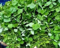 सर्दियों में घर पर हरी पत्तेदार सब्जियां उगाने का आसान तरीका जानें और पाएं ताजी और शुद्ध सब्जियां हर दिन