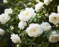 सर्दियों में करें खास बागवानी, हल्की धूप में तेजी से बढ़ेगा आपका गार्डन, खूबसूरती और खुशबू से भर देगा पूरा घर