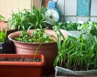 Kitchen Gardening Tips : घर पर उगाएं ऐसी सब्जियां जो पूरे साल देंगी ताजी फसल बारह महीने चलने वाली टॉप वेजिटेबल्स