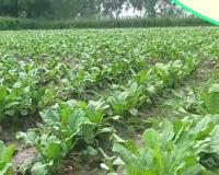 दिसंबर का मौका ना गंवाएं ठंड बढ़ते ही मूली की इन तेज़ बढ़ने वाली किस्मों से खेत भर जाएगा सफेद सोने से और कमाई छूएगी लाखों की ऊंचाई