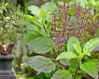 दिसंबर की कड़ाके की ठंड में ऐसे बचाएं अपनी तुलसी का पौधा पूरे मौसम हरी रहेगी और पत्तियों की होगी भरमार