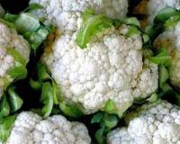 फूल गोभी की बुवाई रह गई लेट अभी भी है सुनहरा मौका कृषि विशेषज्ञ ने बताई सीधी बुवाई की जबरदस्त तकनीक जो दिलाएगी भरपूर पैदावार