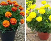 Gardening Tips: दिसंबर में घर पर गमलों में गेंदे और गुलाब के फूल ऐसे उगाएं भरपूर खुशबू और शानदार खिलाव का राज