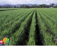 कड़ाके की ठंड ने किसानों की उम्मीदें बढ़ाईं बर्फबारी और गिरते तापमान से इस बार गेहूं की फसल में बंपर पैदावार की संभावना जानिए वैज्ञानिकों की पूरी रिपोर्ट