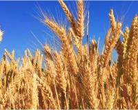 गेहूं की पैदावार बढ़ाना चाहते हैं तो न करें यह एक गलती वैज्ञानिकों ने बताया खरपतवार नियंत्रण का सबसे सही समय