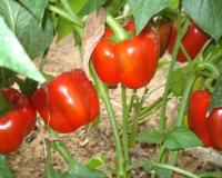 दिसंबर में शिमला मिर्च की खेती से होगी तगड़ी कमाई कम समय में मिलेगा शानदार मुनाफा