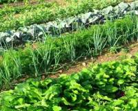 दिसंबर में इन सब्जियों की खेती कर ली तो बदल जाएगी किस्मत, कम समय, कम खर्च और कम मेहनत में होगी जबरदस्त कमाई