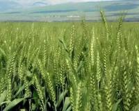 Wheat Farming Tips: गेहूं की खेती करने वालों के लिए जरूरी खबर, फ्लैग लीफ की अनदेखी से हो सकता है बड़ा नुकसान