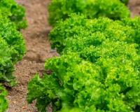 कम लागत में बड़ी कमाई का मौका, सलाद पत्ता की खेती से बदल सकती है किस्मत