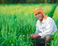 दिसंबर की गर्मी बन रही है रबी फसलों की सबसे बड़ी दुश्मन,तापमान और नमी से गेहूं आलू टमाटर में तेजी से बढ़ रहा रोग का खतरा