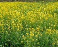 सरसों की फसल पर पत्ती खाने वाली इल्ली का हमला समय रहते अपनाएं ये उपाय वरना होगा भारी नुकसान