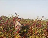 कम जमीन में बड़ा मुनाफा देने वाली औषधीय फसल रोज़ैल बदल सकती है आपकी खेती की तस्वीर