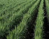 गेहूं की फसल पर बड़ा खतरा दिसंबर की गर्मी और ठंडी रातों से बढ़ रहा है गंभीर रोगों का डर समय रहते अपनाएं ये जरूरी बचाव उपाय