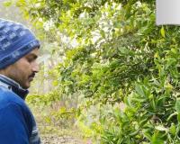 ग्राफ्टिंग तकनीक से बनी बनारसी M बेल बदल रही किसानों की किस्मत कम लागत में शानदार कमाई