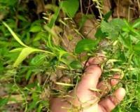 सोयाबीन से परेशान किसान अपनाएं चिरायता की खेती एक बीघा में लाखों की कमाई का सुनहरा मौकासोयाबीन से परेशान किसान अपनाएं चिरायता की खेती एक बीघा में लाखों की कमाई का सुनहरा मौका