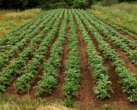 कड़ाके की ठंड और पाले का कहर आलू की फसल पर भारी , जानिए बचाव के सबसे असरदार देसी और वैज्ञानिक तरीके