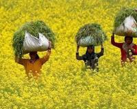 सर्दियों में बोई जाने वाली यह फसल बना रही है हजारों किसानों की डबल इनकम