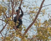 सहारनपुर में बस स्टैंड पर हाई वोल्टेज ड्रामा: नशे में युवक 30 फीट ऊंचे पीपल पर चढ़ा, दो घंटे बाद उतरा