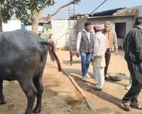 रोनी हरजीपुर में डॉक्टरों की टीम ने शुरू किया पशुओं का उपचार; भाकियू नेता विकास शर्मा की चेतावनी का दिखा बड़ा असर