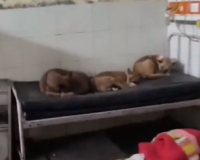 गोंडा मेडिकल कॉलेज: मरीजों के वार्ड में कुत्ते और चूहे, स्वास्थ्य व्यवस्था पर सवाल
