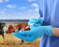 22 जनवरी से मेरठ में खुरपका-मुंहपका टीकाकरण अभियान शुरू, 6.35 लाख पशुओं को लगेगा मुफ्त टीका