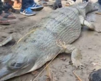 गंगा में दिखा विशालकाय घड़ियाल! स्नान कर रहे ग्रामीणों में मची दहशत, वन विभाग ने किया रेस्क्यू