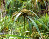 पाचन से लेकर महिलाओं के स्वास्थ्य तक, जानें कैसे नागरमोथा रखता है आपकी सेहत का ख्याल?