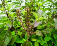 एंटीऑक्सीडेंट से भरपूर वन तुलसी : सेवन से दूर होगी सांस की समस्या, मिलेगी एनर्जी 