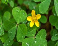 मामूली सी दिखने वाली चांगेरी घास है गुणों का खजाना, हृदय रोगों से लेकर ल्यूकोरिया तक में असरदार