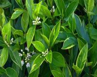 रक्त शुद्धि से लेकर हृदय रोगों के जोखिम को कम करता है कालमेघ, सेवन से पहले जान लें सावधानियां