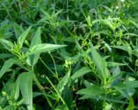 चिरायता: आयुर्वेद की चमत्कारी औषधि, जो बढ़ाए इम्युनिटी और साफ करे खून 