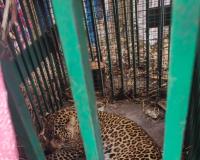 बिजनाैर : पिंजरे में कैद हुआ गुलदार, ग्रामीणाें ने ली राहत की सांस