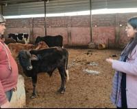 शीतलहर से बेजुबानों को बचाने की कवायद: एसडीएम निकिता शर्मा ने गौशालाओं में परखी व्यवस्थाएं, दिए सख्त निर्देश