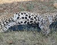 सूचना देने की बजाय वीडियो बनाते रहे ,तेंदुए की डूबने से मौत