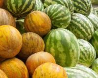 गर्मी की खेती में बड़ा मौका तरबूज और खरबूज की खेती पर 75 प्रतिशत अनुदान से बढ़ेगी आमदनी